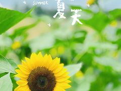 -花开海上生态园