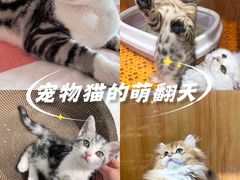 -欣宠猫屋·矮脚拿破仑·蓝金金渐层