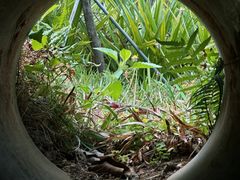 -福田红树林生态公园