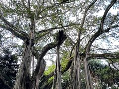 -瑞丽独树成林风景区