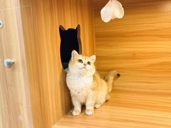-猫十亿·布偶金渐层·曼基康矮脚猫舍(青年路店)