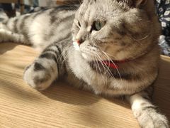 -平行世界·猫咖(首经贸店)