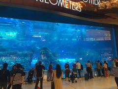 -迪拜水族馆及水下动物园