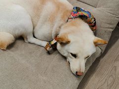 -柴迷FANS CLUB·柴犬狗咖·猫咖