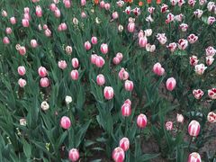 -长春公园(普阳街道)