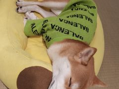 -逗柴咖啡屋·狗咖猫咖宠物桌游
