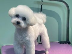 -喵宠乐园·撸猫互动·猫舍