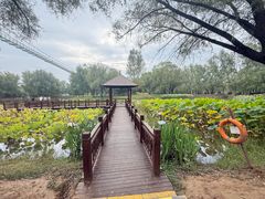 -滕州微山湖红荷湿地景区