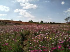 -六合国家地质公园桂子山景区