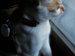 -Again Coffee Roaster(香蜜湖店)