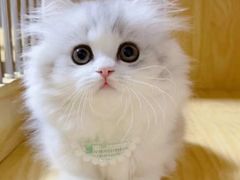 -欣宠猫屋·矮脚拿破仑·蓝金金渐层