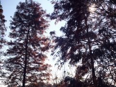 -无锡梁鸿湿地丽笙度假酒店·流觞西餐厅