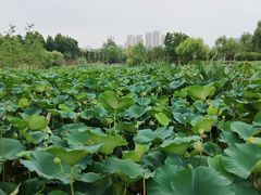 -蜀冈西峰生态公园