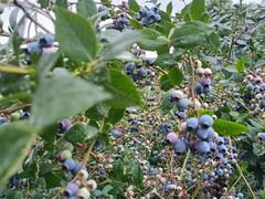 -金谷域澳洲庄园