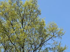-米村拌饭(杭州国大城市广场店)