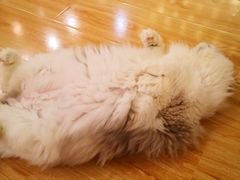 -momokira米努特·德文卷毛猫·棉花面纱犬