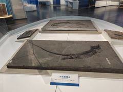 -天津自然博物馆