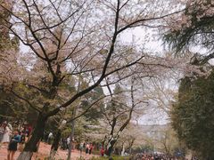 -武汉大学-樱园