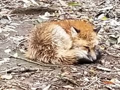 -宫城藏王狐狸村