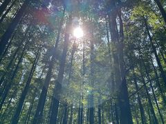 -山王坪喀斯特国家生态公园