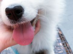 -成都民大动物医院