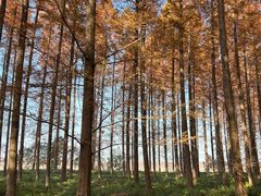 -黄海国家森林公园