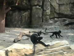-深圳野生动物园
