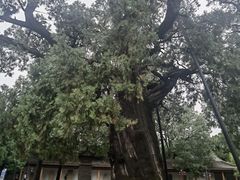 -黄帝陵