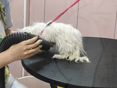 -唐小姐の私宠·宠物洗护美容·撸猫馆·购宠(周浦万达旗舰店)