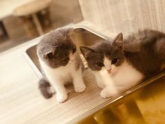 -飞行喵MR PILOT|猫舍·猫咖(静安大融城店)