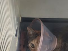 -瑞鹏瑞爱宠物医院·全科·猫科·血液透析中心(龙头寺店)