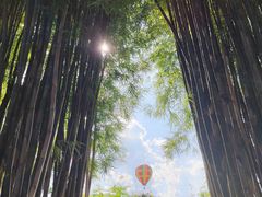 -中国科学院西双版纳热带植物园