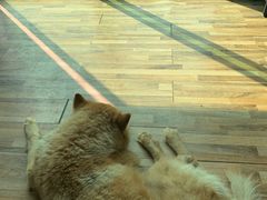 -彩虹桥宠物火化殡葬善终服务(金乐大厦店)