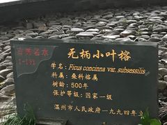 -江心屿景区