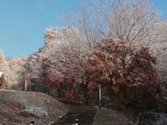 -云岭野山参风景区