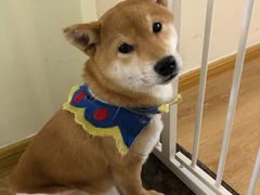 -柴犬小屋·柴餐厅·狗咖食堂(金鼎广场店)