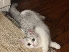 -猫大福·Fortune Cat猫舍(百子湾店)