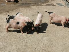 -前小桔亲子创意农场·草莓采摘·露营烧烤