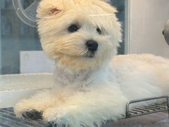 -翊宠yipet猫狗购宠庄园犬舍•猫舍