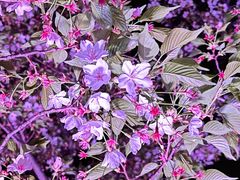 -西北湖绿化广场