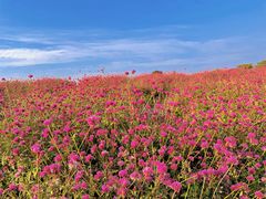 -径山花海