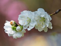 -南汇桃花村