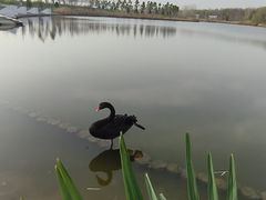 -盐城丹顶鹤湿地生态旅游区