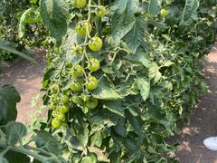 -万源龙顺度假庄园生态观光园