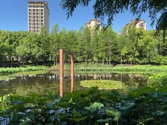 -陈家山荷花公园