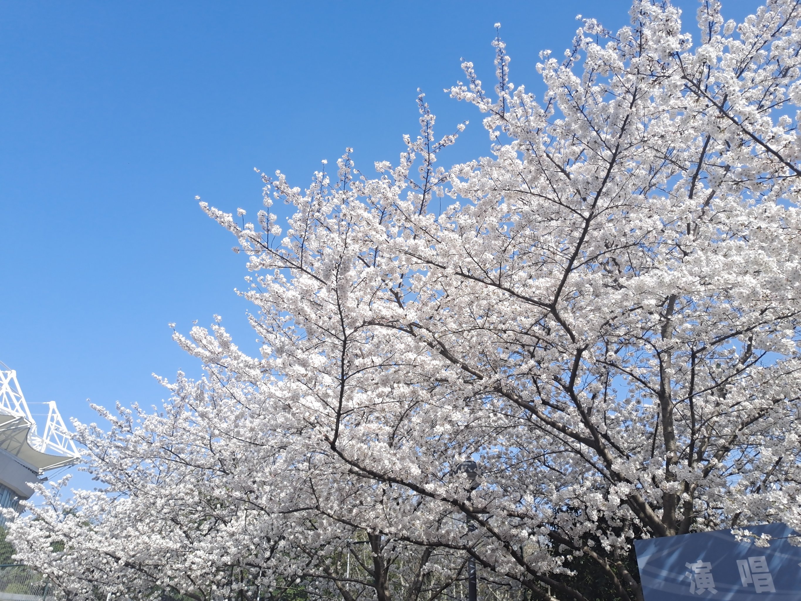 虹口足球场樱花品种图片