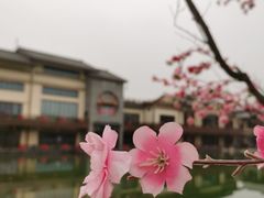 -诗经里