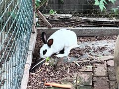 -意大利农场度假村