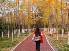 -艾溪湖湿地公园