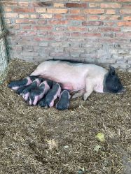 -上美四季动物农场